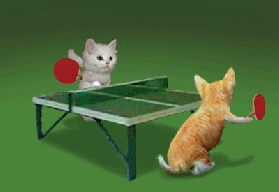 Kitty Ping Pong Cat Cats Kitty Kitten Kittens Ping Pong funny animal animals animated animation animations gif gifs LOL cute laughs laugh laughing mania gif free download funny .gif